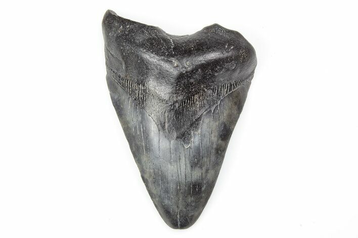 Bargain, Fossil Megalodon Tooth - South Carolina #196894